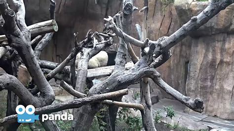 Zoo Cam Panda Cam Episode 3 Youtube