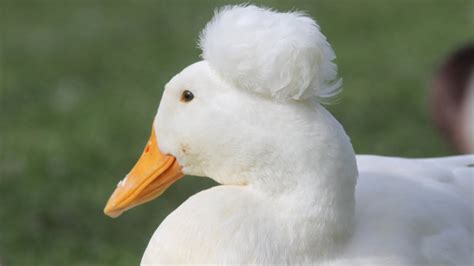 White Crested Ducks Pekins With Pom Poms Youtube