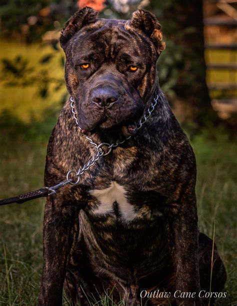 Akella 6 years old cane corso #canecorso from #texas @raymondesutton23. Outlaw Cane Corso- Cane Corso Breeders - "True" Cane Corso.