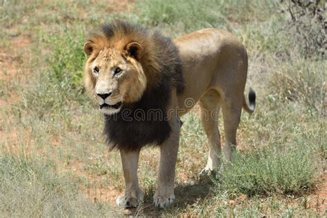 Male Lion Namibia Stock Photo Image Of King Overseer 74922936