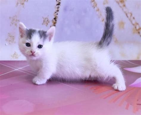 Stunning Munchkin Kittens For Sale Adoption In Hong Kong