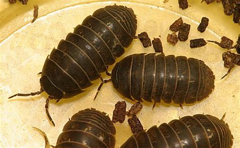 Roly Poly Bugs Eat What