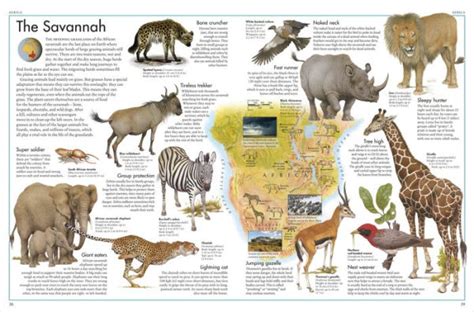 The Animal Atlas A Pictorial Guide To The Worlds Wildlife By Dk