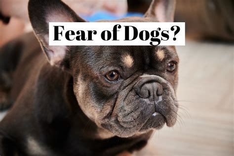 How To Overcome The Fear Of Dogs Cynophobia