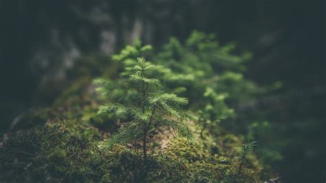 Macro Nature Forest Trees Green