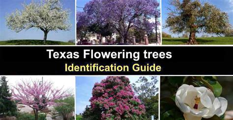 17 Texas Flowering Trees With Pictures Identification Guide