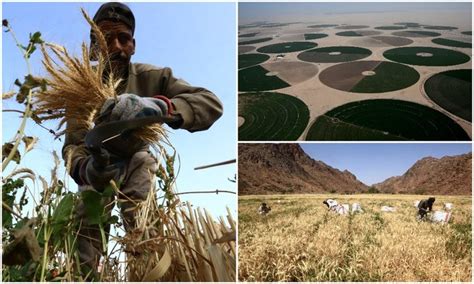 Saltwater Grown Crops Lift Food Security Hopes Of Arid Arab Countries