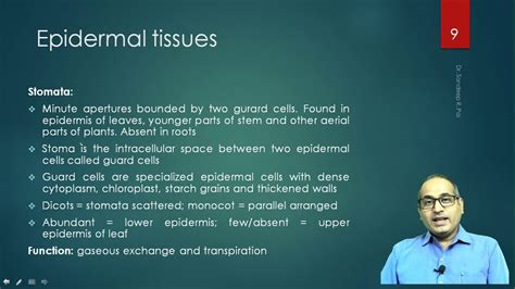 Fybsc Botany Epidermal Tissues Dr Sandeep Pai Youtube