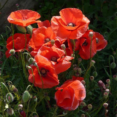 Poppies--a Symbol of Remembrance | In Flanders fields the po… | Flickr