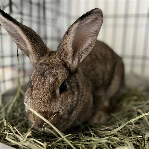 Fauna Is Available For Adoption At Georgia House Rabbit Society