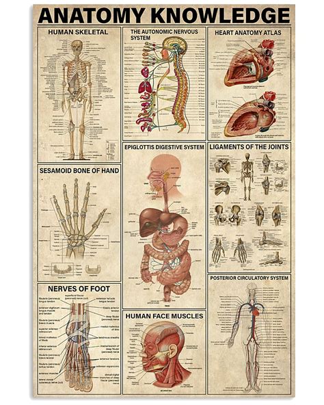 Anatomy Knowledge
