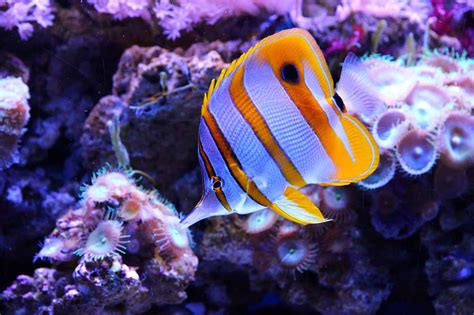 40 Butterflyfish Facts Too Beautiful To Miss