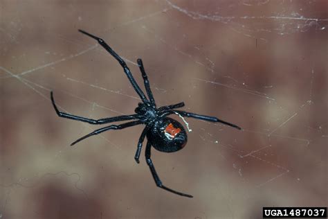 Black Widow Spider Latrodectus Mactans