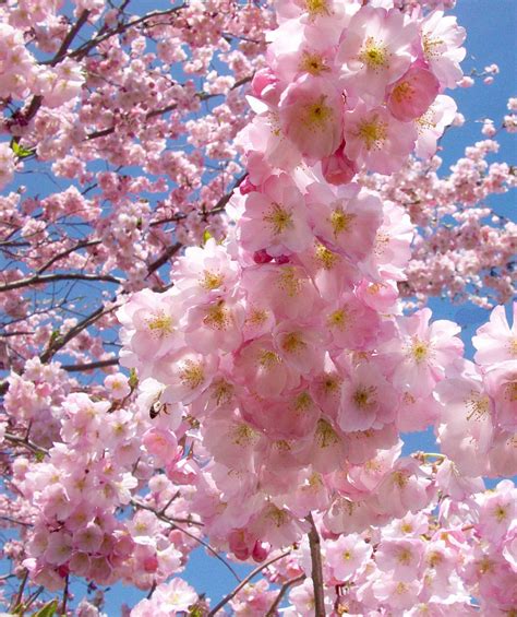 Accolade Cherry Blossom Tree Translucent Seashell Shaped Blossoms