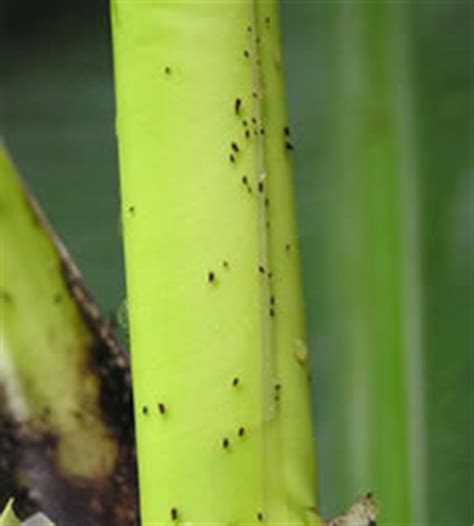We did not find results for: Banana Bunchy Top Disease in Hawaii: Symptoms, Diagnosis ...