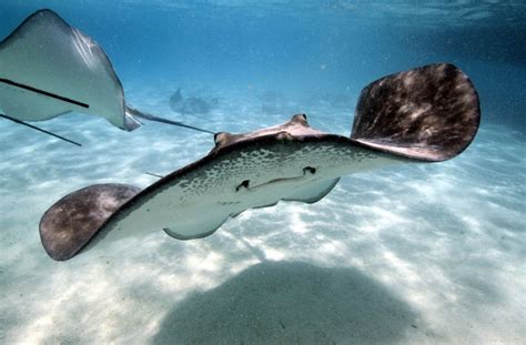 Protect Sharks And Rays In Sabah Clean Malaysia