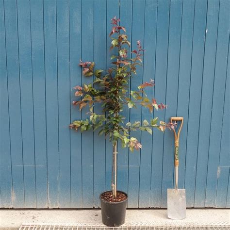 Malus Toringo Scarlett Pink Flowering Crab Apple Trees For Sale