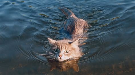 Funny Cats In Water Funny Cat Videos Monkey Viral