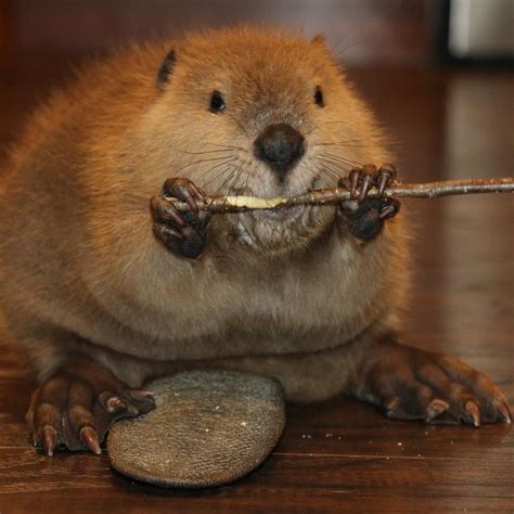 Baby Beaver Makes Himself Feel At Home By Building One