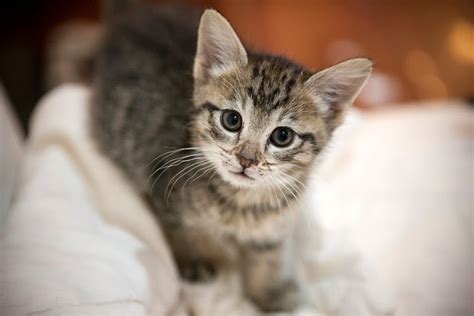 When you foster a dog or puppy for nlol chicago, you are opening your home and heart to a homeless animal in need. Catsparella: Can You Help These Adorable NYC Foster ...