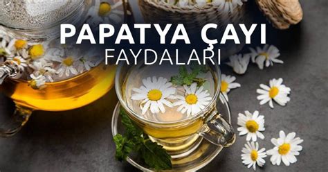 Papatya Çayının Faydaları Nelerdir Nasıl Yapılır Neye İyi Gelir