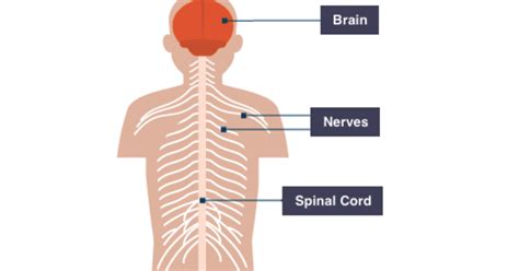 Igcse Biology Notes 283 Describe How Responses Can Be Controlled By Nervous Or Hormonal