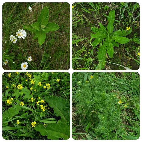 Wild Edibles Plant Identification And Foraging