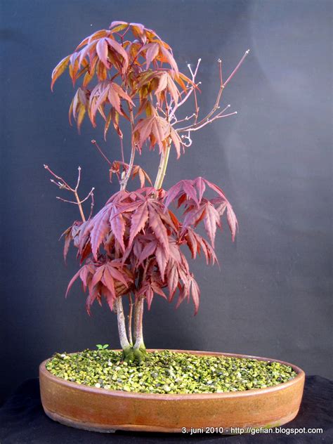 My Bonsai Acer Palmatum Atropurpureum