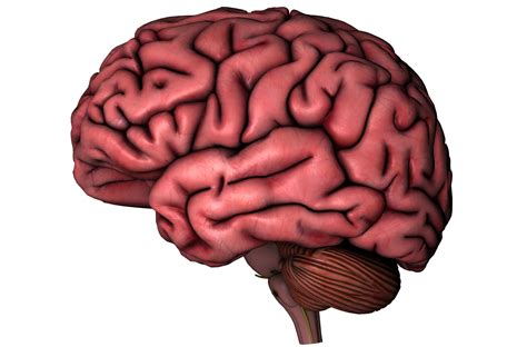 Human Brain On White Background The Observation Deck