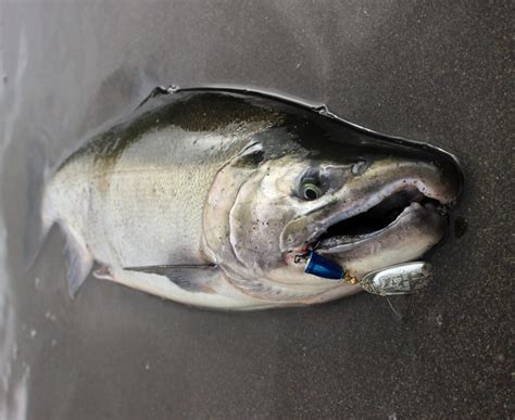 Coho Salmon Fast Action Salmon Of The Pacific Riptidefish