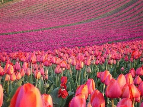 Bulb region) extends from leiden to haarlem. sea of tulips | Tulip fields, Beautiful flowers, Tulips