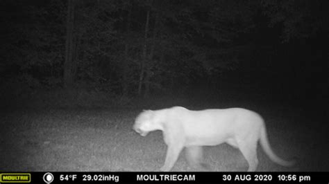 Dnr Reports Record Cougar Sightings In 2020 Thanks To Trail Cameras