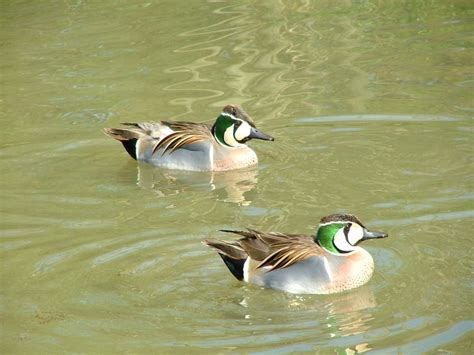 Two Ducks Free Stock Photo Public Domain Pictures