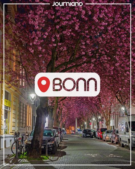 Cherry Blossoms In Bonn At Night The Place Of Pink Magic
