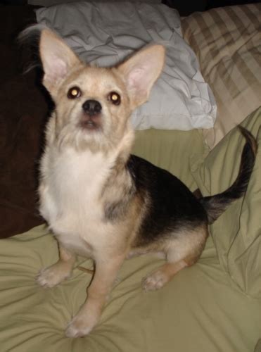 Sheptese Dog Breed Information and Pictures