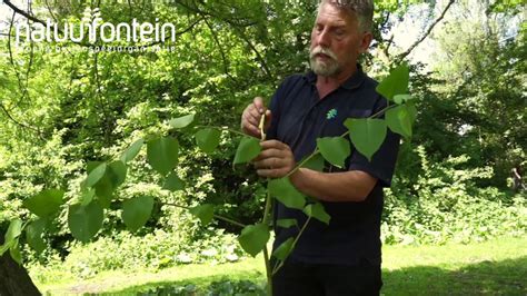 In het voorjaar heeft hij rode nerven. (Over)leven in de Stadsnatuur - Japanse Duizendknoop - YouTube