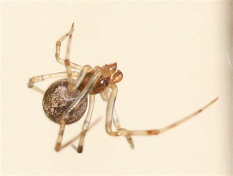 Common House Spider With Earwig Prey Parasteatoda Tepidariorum