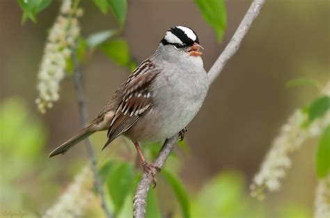 White Crowned Sparrow Guidewhite Cr Flickr