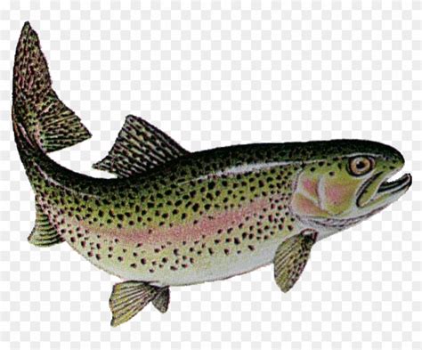 Trout Png 10 Free Cliparts Download Images On Clipground 2023