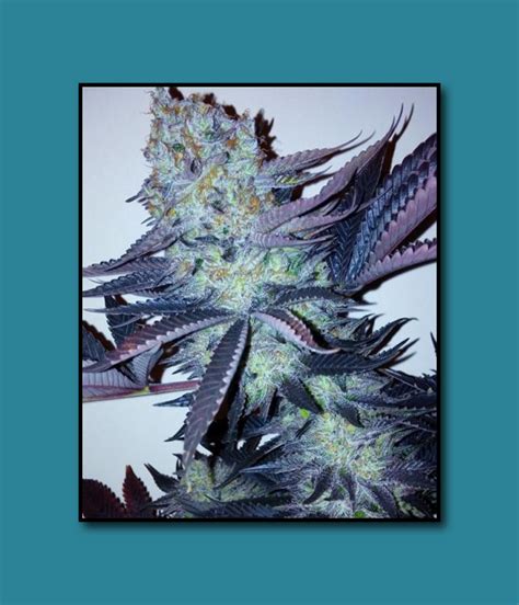 Alien Stardawg Green Beanz Seeds Cannabis Strain Info