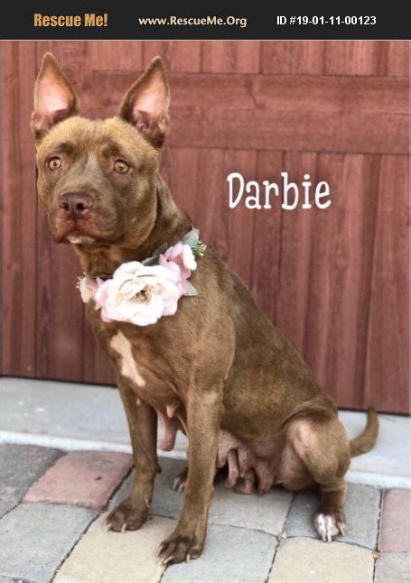Frenchies are excellent mouse hunters. ADOPT 19011100123 ~ French Bulldog Rescue ~ Mesa, AZ