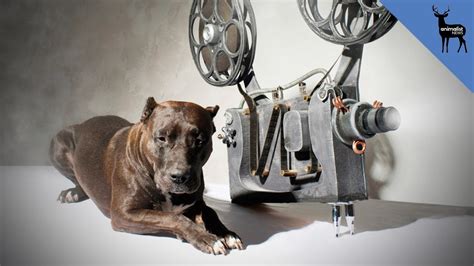 Animals Were Harmed in the Making of These Films - YouTube