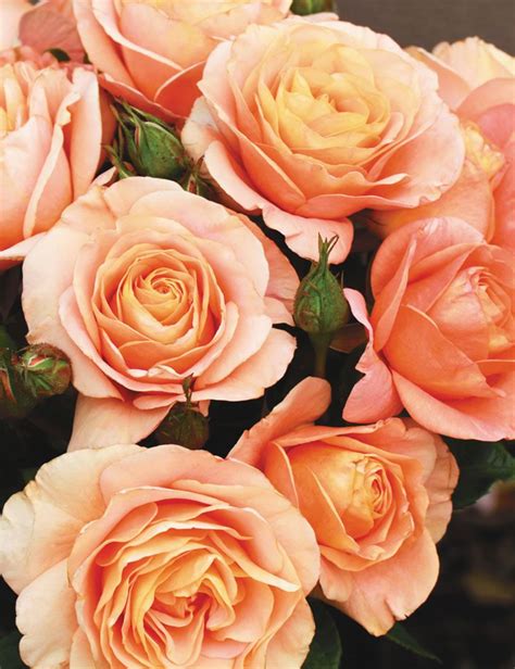 Fragrant Rose Bengali Fragrant Roses Rose Varieties Types Of Roses Old Rose Growing Roses
