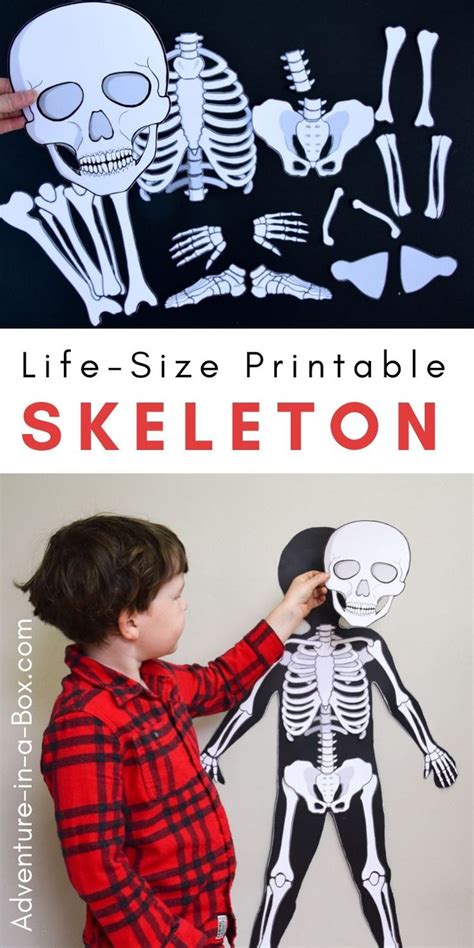 Make A Life Size Paper Skeleton For Kids To Study Anatomy The Hands On