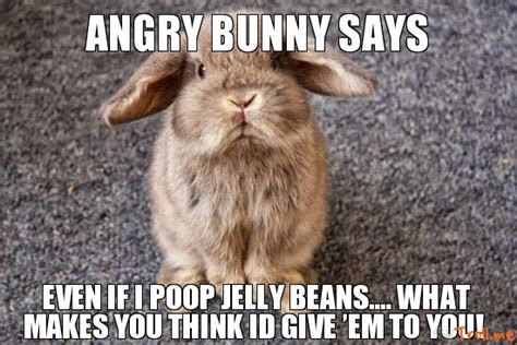 Funny Rabbit Meme