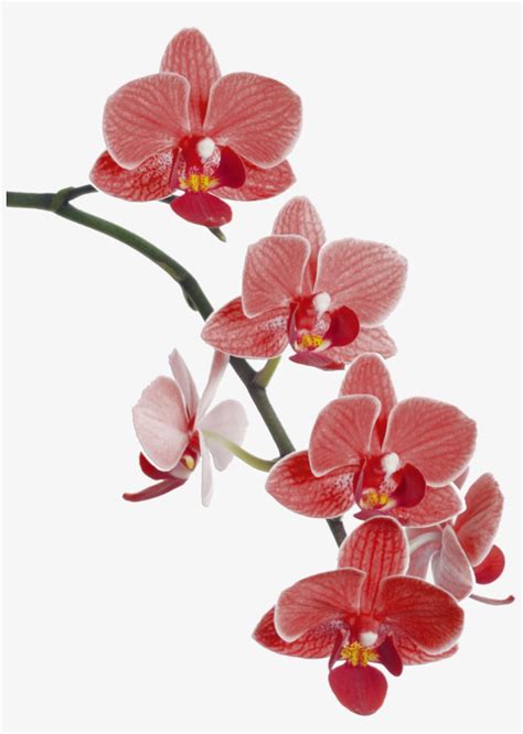 Orchids Drawing Watercolor Red Orchids Png Free Transparent Png