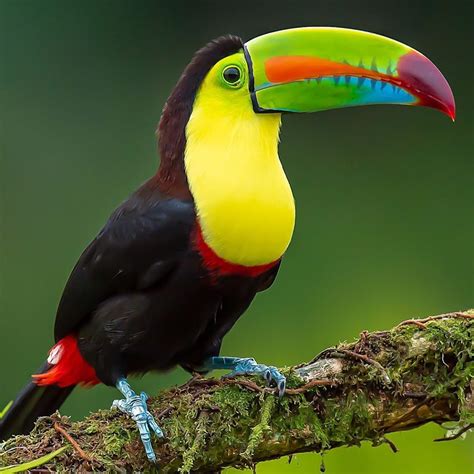 N My Trip To Costa Rica The Keel Billed Toucan Quickly Became One Of My