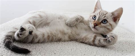 Se ha comprobado que tener un gato reduce el estrés. ¿Porqué se celebra el 20 de febrero el Día Internacional ...