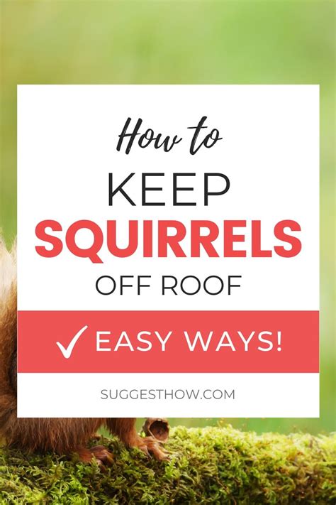 How to Keep Squirrels Off Roof in 2020 | Roof, Outside room, Home