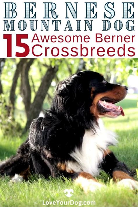 Bernese Mountain Dog Mixes 21 Fantastic Berner Crossbreeds Video